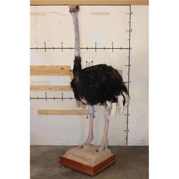 Life-sized OSTRICH on a Wood Base with Wheels