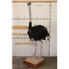 Image 1 : Life-sized OSTRICH on a Wood Base with Wheels