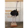Image 2 : Life-sized OSTRICH on a Wood Base with Wheels