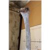 Image 4 : Life-sized OSTRICH on a Wood Base with Wheels