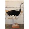 Image 6 : Life-sized OSTRICH on a Wood Base with Wheels