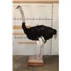 Image 9 : Life-sized OSTRICH on a Wood Base with Wheels