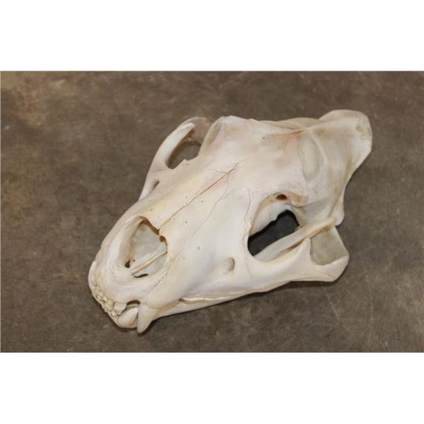 *TEXAS RESIDENTS ONLY* African LION Skull