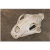Image 1 : *TEXAS RESIDENTS ONLY* African LION Skull