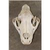 Image 2 : *TEXAS RESIDENTS ONLY* African LION Skull