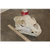 Image 3 : *TEXAS RESIDENTS ONLY* African LION Skull