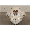 Image 4 : *TEXAS RESIDENTS ONLY* African LION Skull