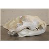 Image 5 : *TEXAS RESIDENTS ONLY* African LION Skull