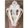 Image 8 : *TEXAS RESIDENTS ONLY* African LION Skull