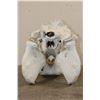 Image 10 : XL HIPPOPOTAMUS Skull with *Real Molars* and Reproduction Canines and Incisors