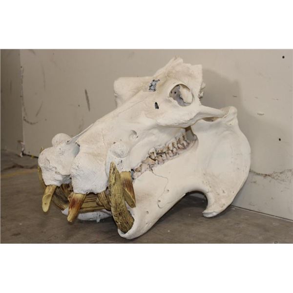 XL HIPPOPOTAMUS Skull with *Real Molars* and Reproduction Canines and Incisors