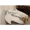 Image 6 : XL HIPPOPOTAMUS Skull with *Real Molars* and Reproduction Canines and Incisors