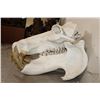 Image 7 : XL HIPPOPOTAMUS Skull with *Real Molars* and Reproduction Canines and Incisors