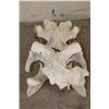 Image 8 : XL HIPPOPOTAMUS Skull with *Real Molars* and Reproduction Canines and Incisors