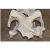 Image 9 : XL HIPPOPOTAMUS Skull with *Real Molars* and Reproduction Canines and Incisors