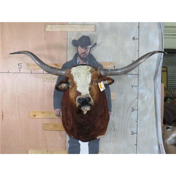 Big LONGHORN Steer Shoulder Mount