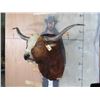 Image 2 : Big LONGHORN Steer Shoulder Mount