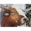 Image 4 : Big LONGHORN Steer Shoulder Mount