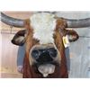 Image 5 : Big LONGHORN Steer Shoulder Mount