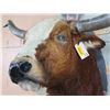 Image 6 : Big LONGHORN Steer Shoulder Mount