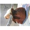 Image 8 : Big LONGHORN Steer Shoulder Mount