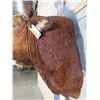 Image 9 : Big LONGHORN Steer Shoulder Mount