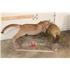 Image 10 : Adolescent Life-sized MOUNTAIN LION Attacking a CAPYBARA on a Decorative Base