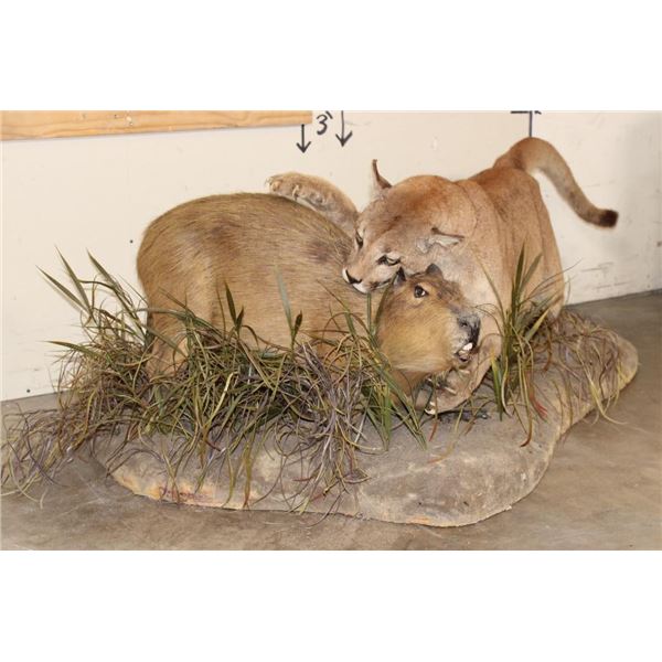 Adolescent Life-sized MOUNTAIN LION Attacking a CAPYBARA on a Decorative Base