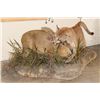 Image 1 : Adolescent Life-sized MOUNTAIN LION Attacking a CAPYBARA on a Decorative Base