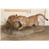 Image 2 : Adolescent Life-sized MOUNTAIN LION Attacking a CAPYBARA on a Decorative Base