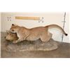 Image 3 : Adolescent Life-sized MOUNTAIN LION Attacking a CAPYBARA on a Decorative Base