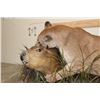 Image 4 : Adolescent Life-sized MOUNTAIN LION Attacking a CAPYBARA on a Decorative Base