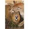 Image 5 : Adolescent Life-sized MOUNTAIN LION Attacking a CAPYBARA on a Decorative Base