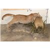 Image 9 : Adolescent Life-sized MOUNTAIN LION Attacking a CAPYBARA on a Decorative Base