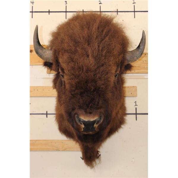 BUFFALO or BISON Shoulder Mount
