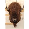Image 1 : BUFFALO or BISON Shoulder Mount