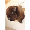 Image 2 : BUFFALO or BISON Shoulder Mount