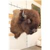 Image 3 : BUFFALO or BISON Shoulder Mount