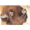 Image 4 : BUFFALO or BISON Shoulder Mount
