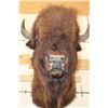 Image 5 : BUFFALO or BISON Shoulder Mount