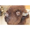 Image 6 : BUFFALO or BISON Shoulder Mount