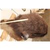 Image 7 : BUFFALO or BISON Shoulder Mount