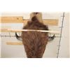 Image 8 : BUFFALO or BISON Shoulder Mount
