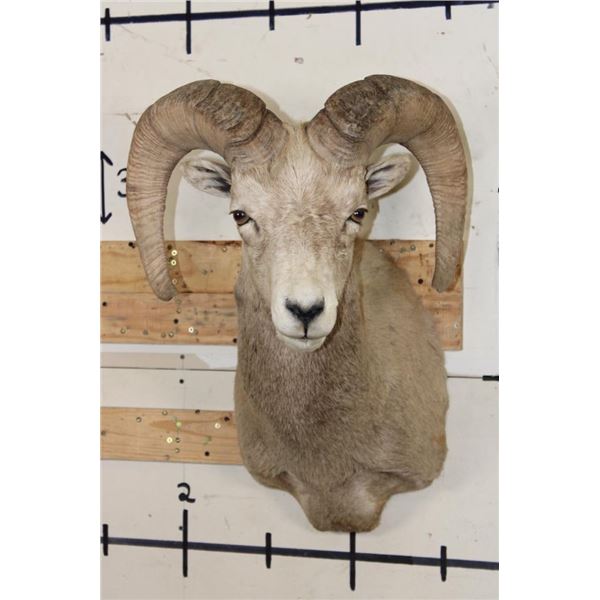 ROCKY MOUNTAIN BIGHORN Sheep Ram Shoulder Mount