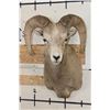 Image 1 : ROCKY MOUNTAIN BIGHORN Sheep Ram Shoulder Mount