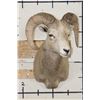 Image 2 : ROCKY MOUNTAIN BIGHORN Sheep Ram Shoulder Mount