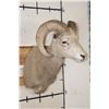 Image 3 : ROCKY MOUNTAIN BIGHORN Sheep Ram Shoulder Mount