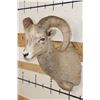 Image 4 : ROCKY MOUNTAIN BIGHORN Sheep Ram Shoulder Mount