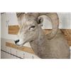 Image 5 : ROCKY MOUNTAIN BIGHORN Sheep Ram Shoulder Mount
