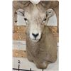 Image 6 : ROCKY MOUNTAIN BIGHORN Sheep Ram Shoulder Mount